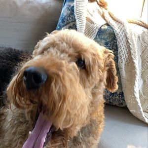 Meet your Posher, Maisy